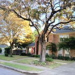 Tree trimming