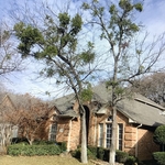 Mistletoe removal