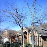 Mistletoe removal