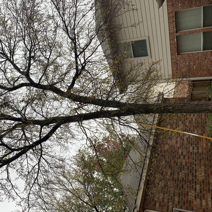 Tree trimming