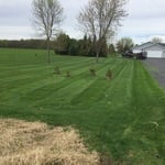 Lawn Mowing