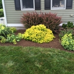 Mulch