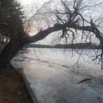 Full Tree Before Coming Down