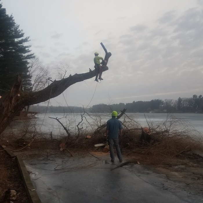 Tree Removal