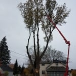 Tree services