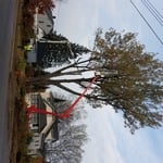 Tree trimming, and remova