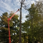 Tree trimming, and remova