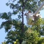 Tree topping with bucket truck