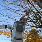 Trimming dead limbs away from home