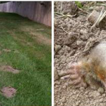 Rodents