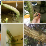 Insects