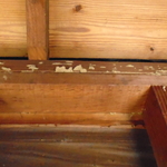 Termite Mud Tunnels