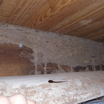 Termite Damage