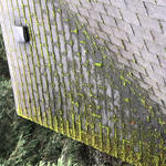 Heavy moss growth on roof