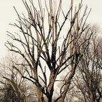 Tree trim