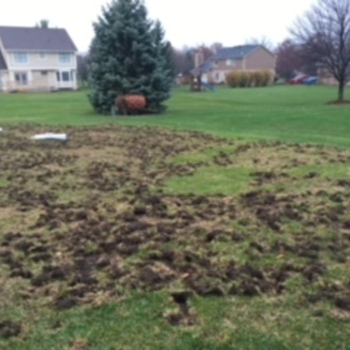 What skunks can do to your lawn