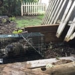 ground hog