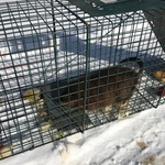 muscrat