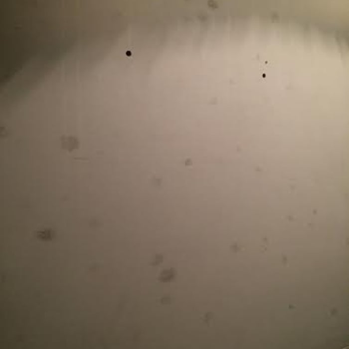 Untreated water damage creates mold on Sheetrock