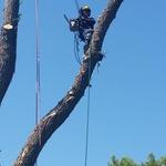Large limb over deck