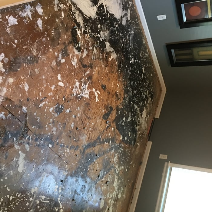 catroom after carpet removal