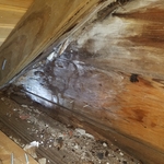 Wood rot