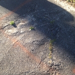 Roots in driveway