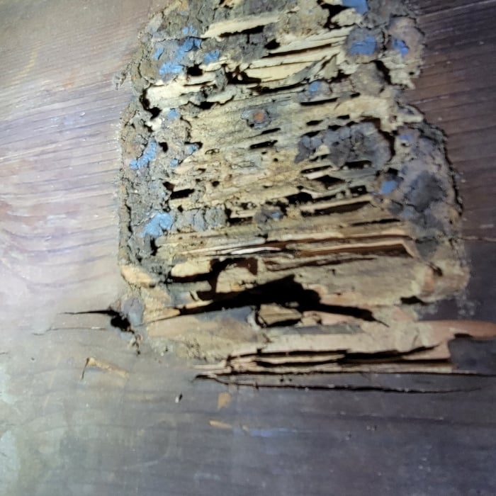 Termite Damage