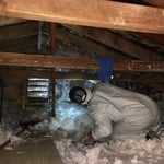 Attic Mold