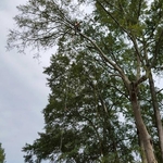 Tree Removal Process