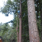 Tree Removal