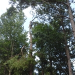 During Tree Removal