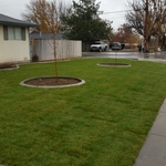 Sod and Curbing 2