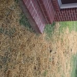 Dirt compacted, raked, grass seed down, straw down