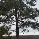Tree Removal