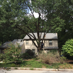 Marlton, NJ tree trimm