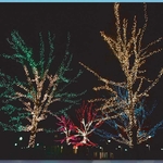 2 Tone Trees