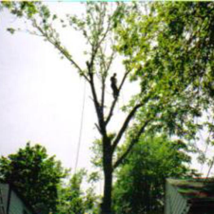 Expert Tree Work