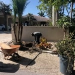 Installing palms and plants