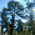 Pine tree trim