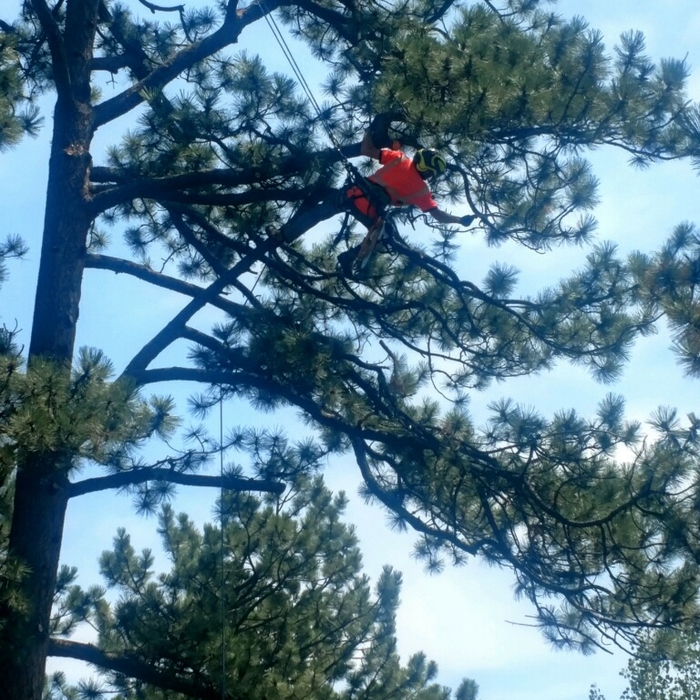Pine tree trim