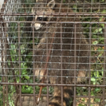 raccoon from chimney