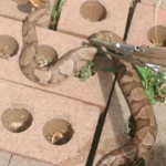 copperhead