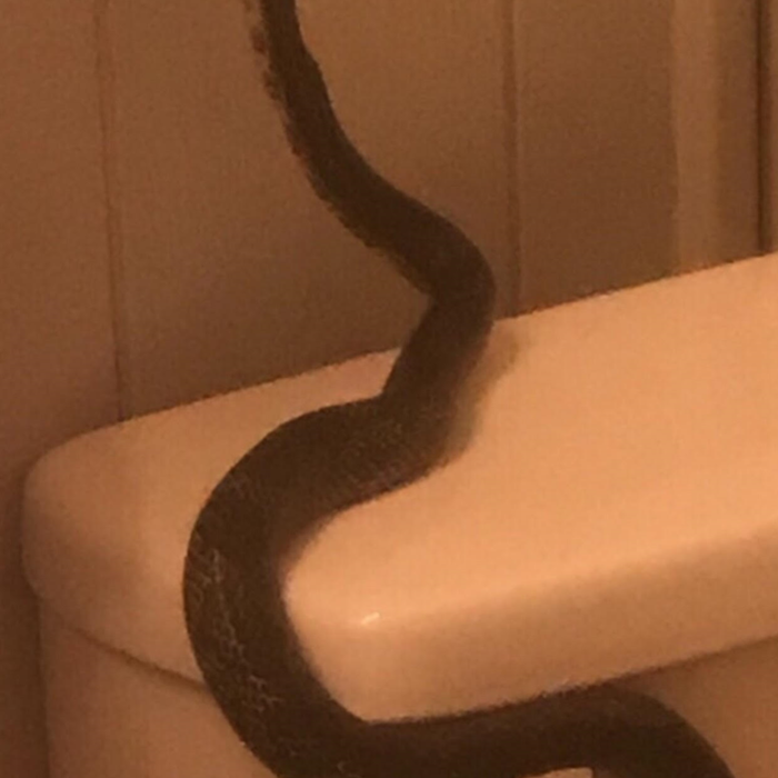 snake in bathroom