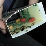 roach traps