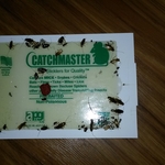 Roach Control