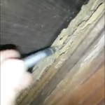 Termite inspection