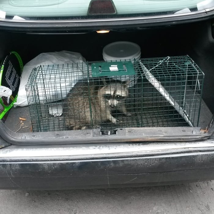 Raccoon Removal