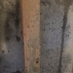 MOLD RE-mediation