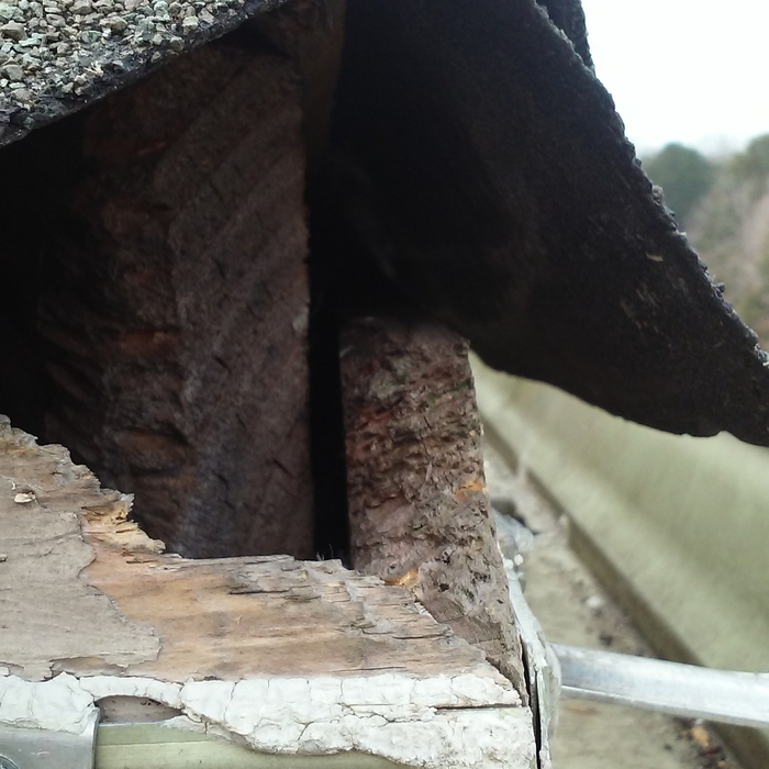 Squirrel damage on roof line